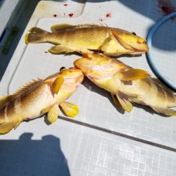 アマテラス 釣果