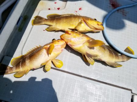 アマテラス 釣果