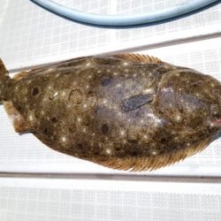 アマテラス 釣果