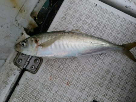 bay style 釣果