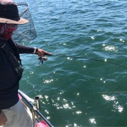 遊漁船メテオ 釣果