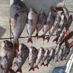 遊漁船メテオ 釣果