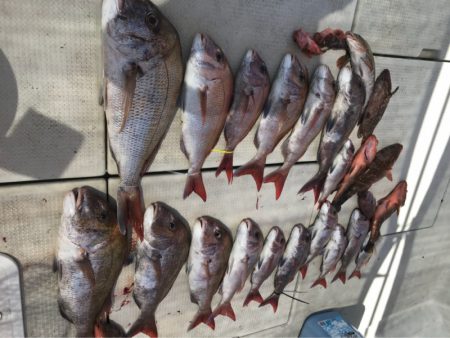 遊漁船メテオ 釣果