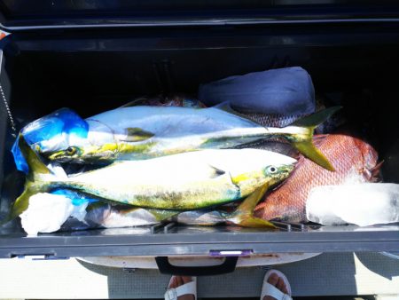 ブルドック 釣果