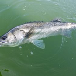 アマテラス 釣果