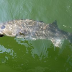 アマテラス 釣果