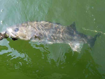 アマテラス 釣果