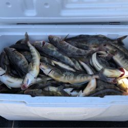 第二 つれたか丸 釣果