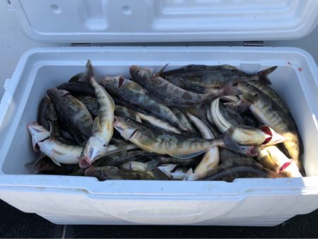 第二 つれたか丸 釣果