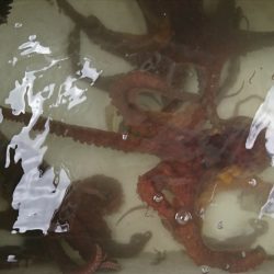 遊漁船 家入 釣果