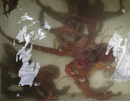 遊漁船 家入 釣果