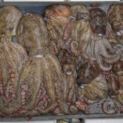 遊漁船 家入 釣果