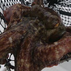 遊漁船 家入 釣果