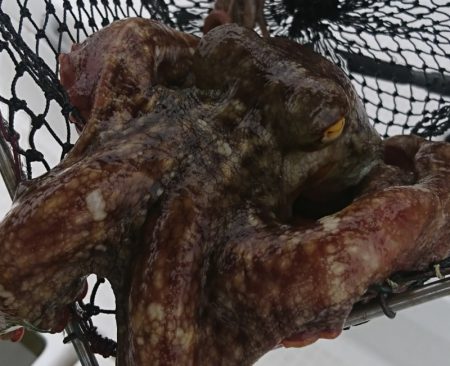 遊漁船　家入 釣果