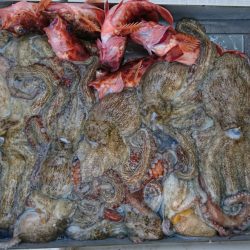 遊漁船 家入 釣果