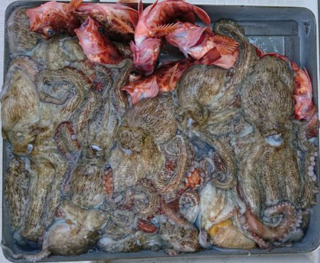 遊漁船 家入 釣果