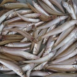 遊漁船　家入 釣果