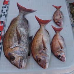 遊漁船 家入 釣果