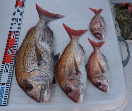 遊漁船 家入 釣果