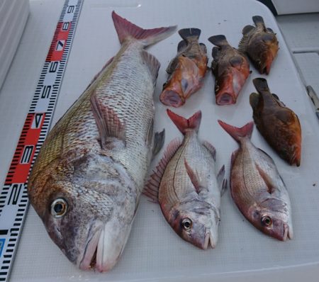 遊漁船 家入 釣果