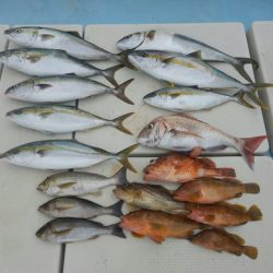 きずなまりん 釣果