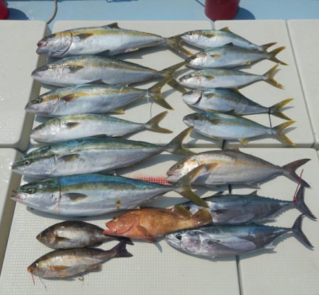 きずなまりん 釣果