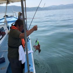 ヤザワ渡船 釣果