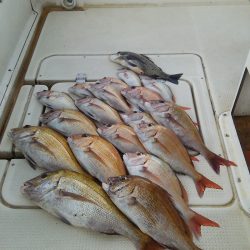 マリンガイド福丸 釣果