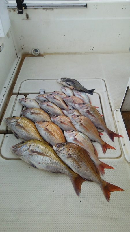 マリンガイド福丸 釣果