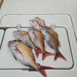マリンガイド福丸 釣果