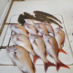 マリンガイド福丸 釣果