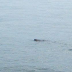 マリンガイド福丸 釣果