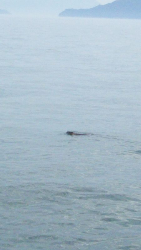 マリンガイド福丸 釣果