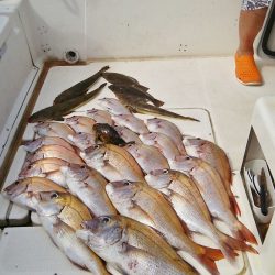 マリンガイド福丸 釣果