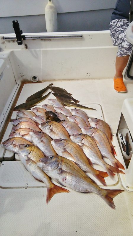 マリンガイド福丸 釣果