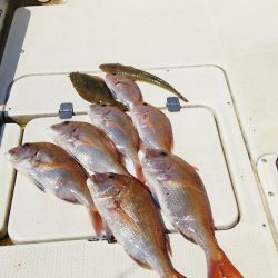 マリンガイド福丸 釣果