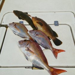 マリンガイド福丸 釣果