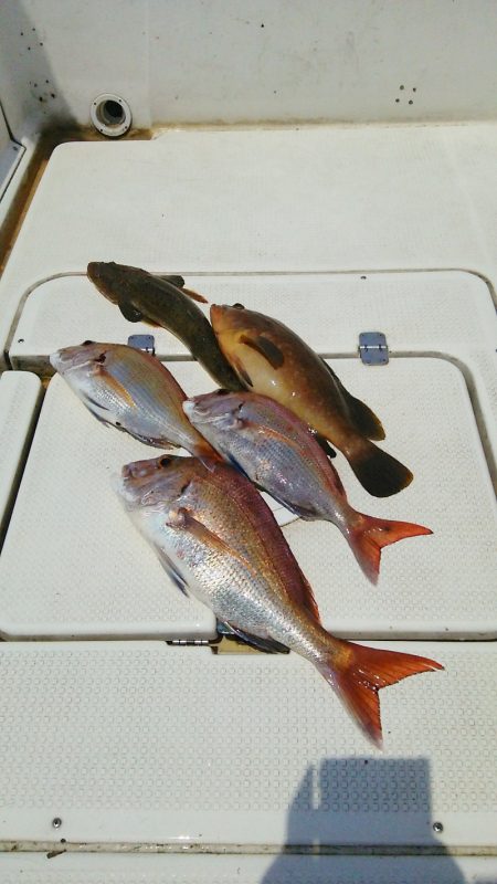 マリンガイド福丸 釣果