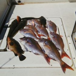 マリンガイド福丸 釣果