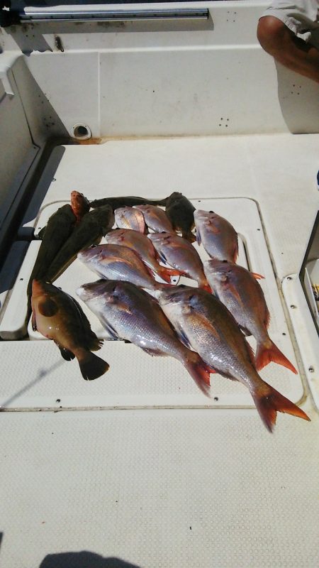 マリンガイド福丸 釣果