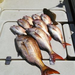 マリンガイド福丸 釣果