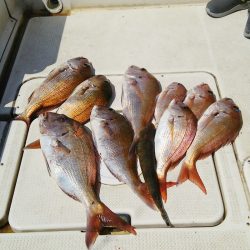 マリンガイド福丸 釣果