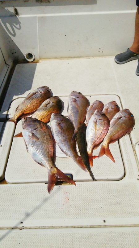 マリンガイド福丸 釣果