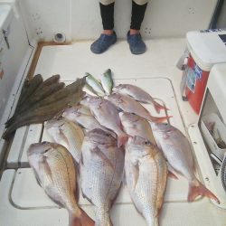 マリンガイド福丸 釣果