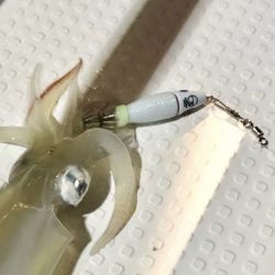 South Current 釣果