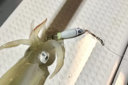 South Current 釣果