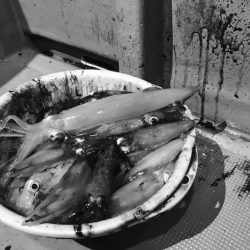 South Current 釣果