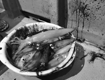 South Current 釣果