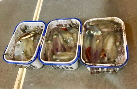 South Current 釣果