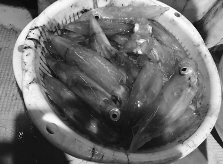 South Current 釣果